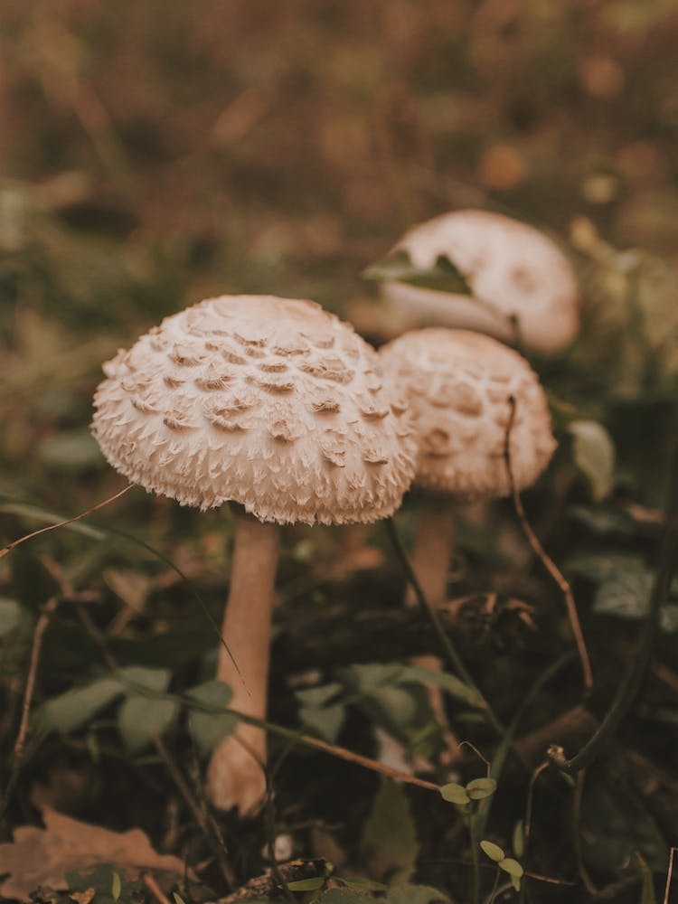 Mushrooms On Forest Floor