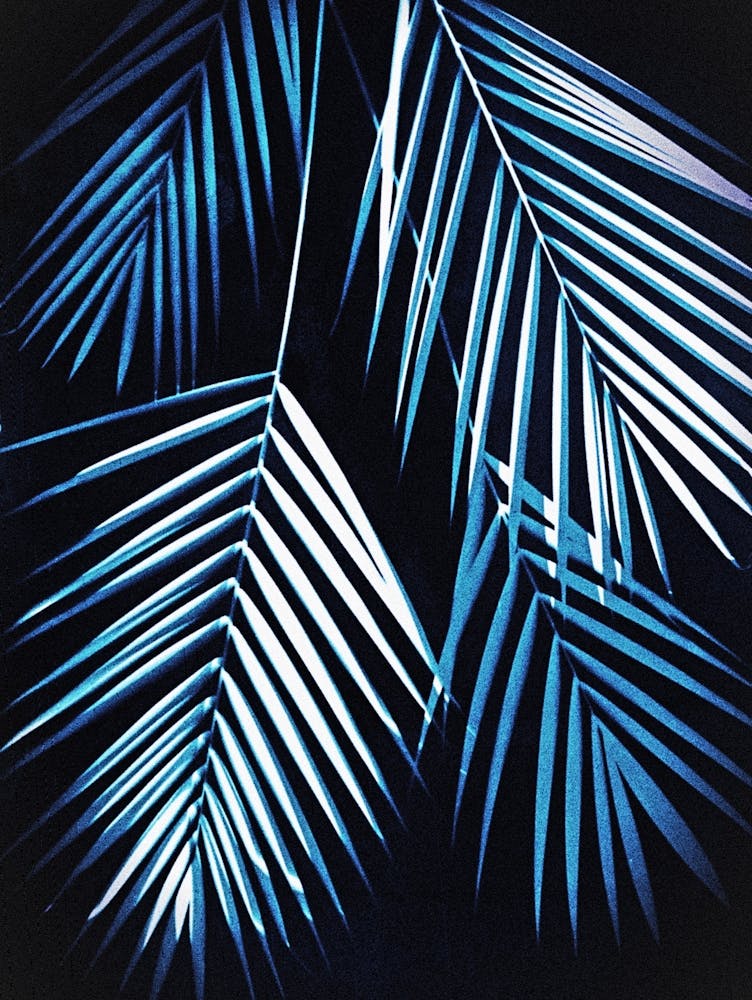 Blue palm leaf cyanotype 1
