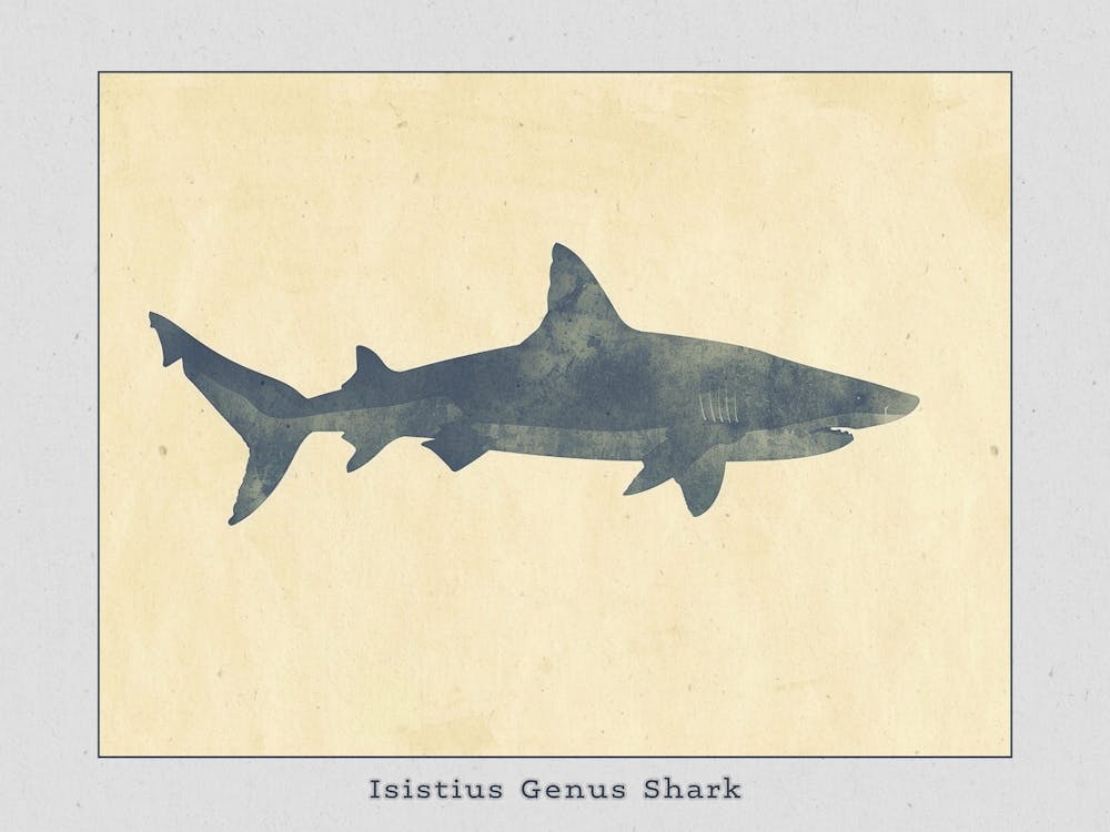 Isistius Genus Shark Silhouette 5 Poster