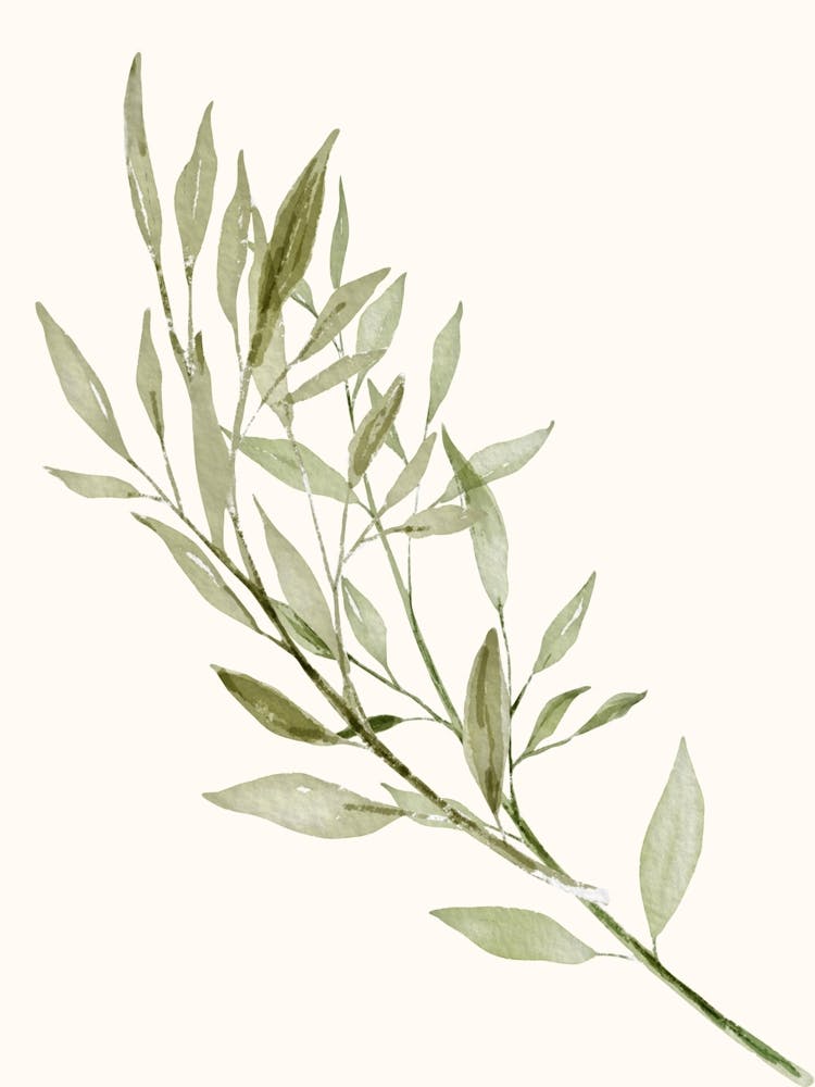 Eucalyptus watercolor