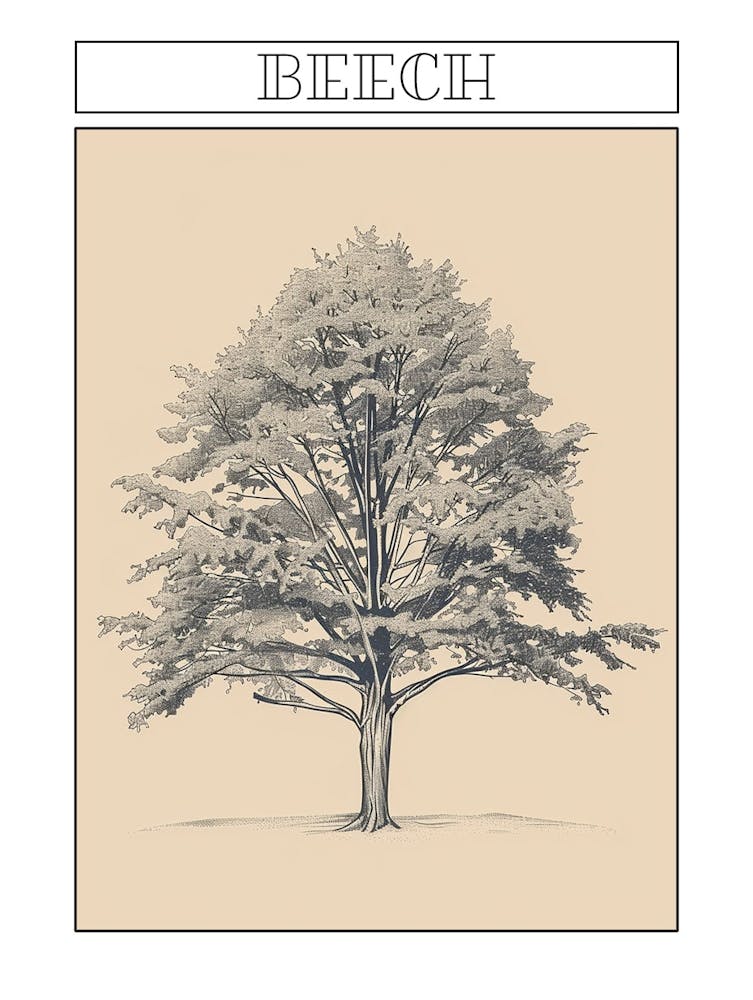Beech Tree Minimalistic Drawing 1 Poster