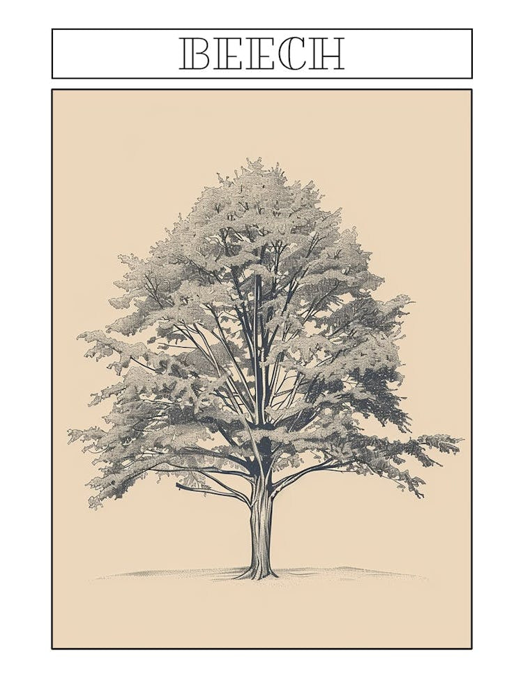 Beech Tree Minimalistic Drawing 1 Poster