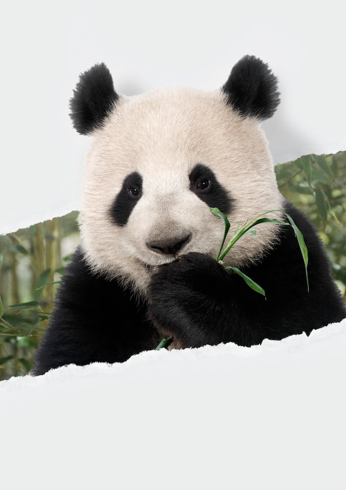Panda Torn Paper