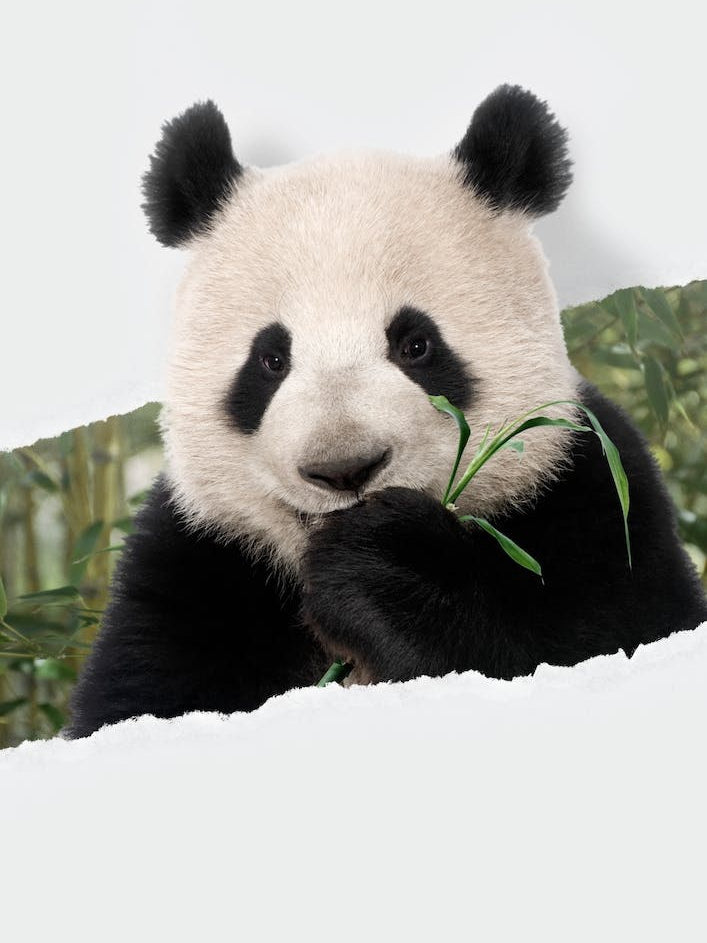 Panda Torn Paper