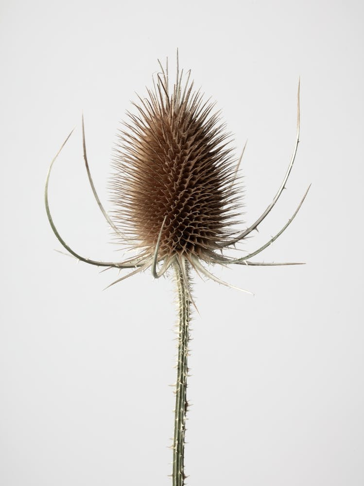 Tistel Dried Flower_2191086