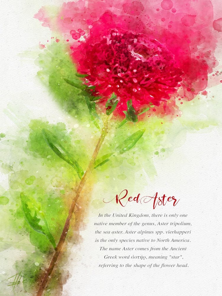 Red Aster