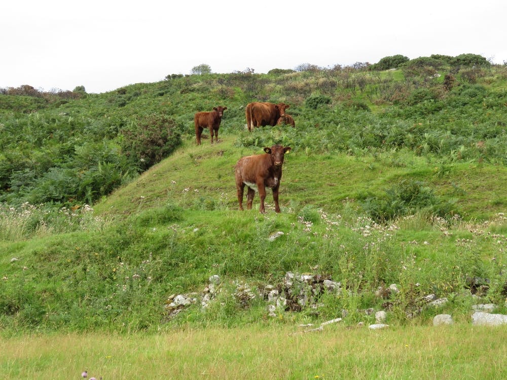 Cows On A Hill Scotland Landscape 