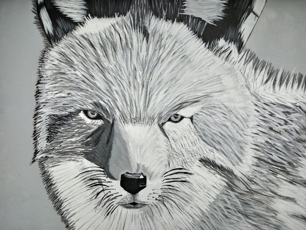 Coyote