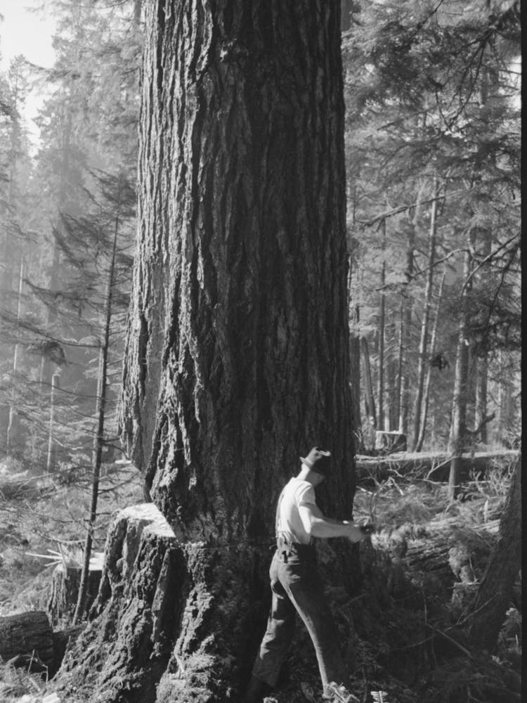 One Of The Two Fallers Who Saw Down Trees, Long Bell Lumber Company, Cowlitz County, Washington By Russell