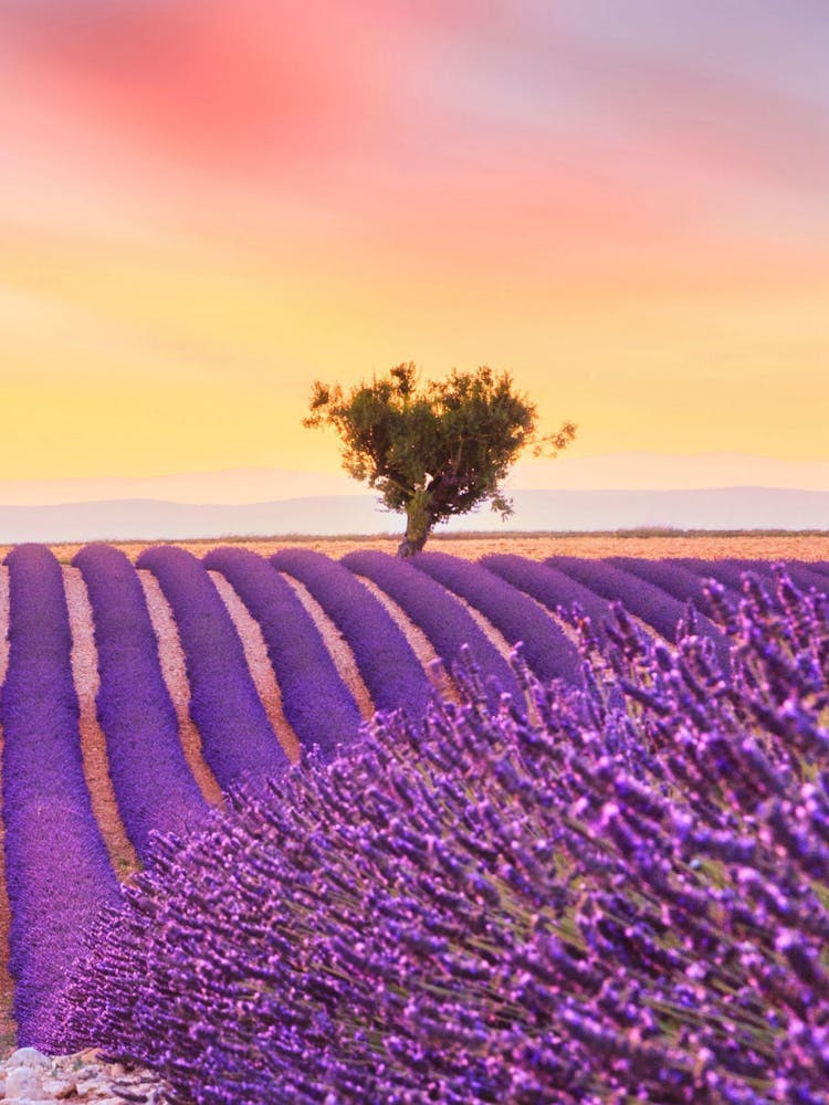 Lavender Field At Sunset 1