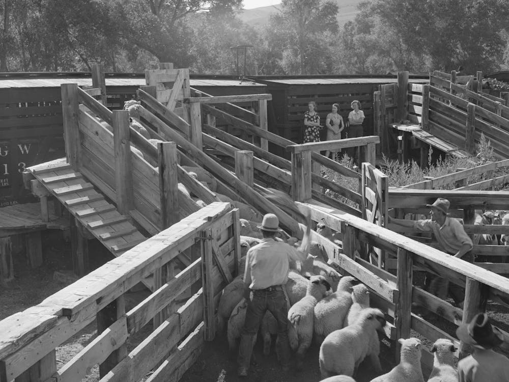 Untitled Photo, Possibly Related To Loading Fat Lambs On Narrow Gauge Railway For Shipment To Denver Market