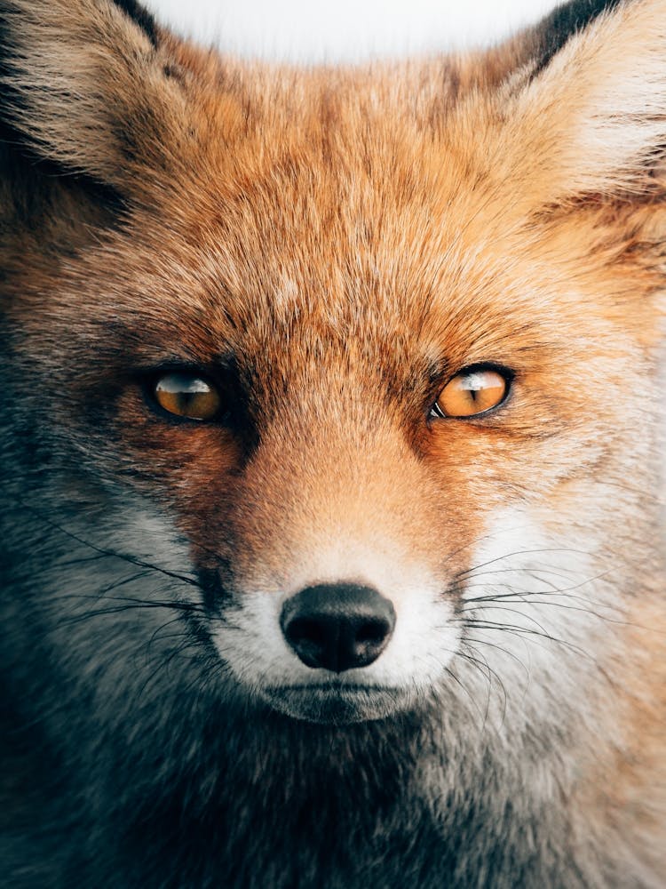 Red fox with a deep look into your soul