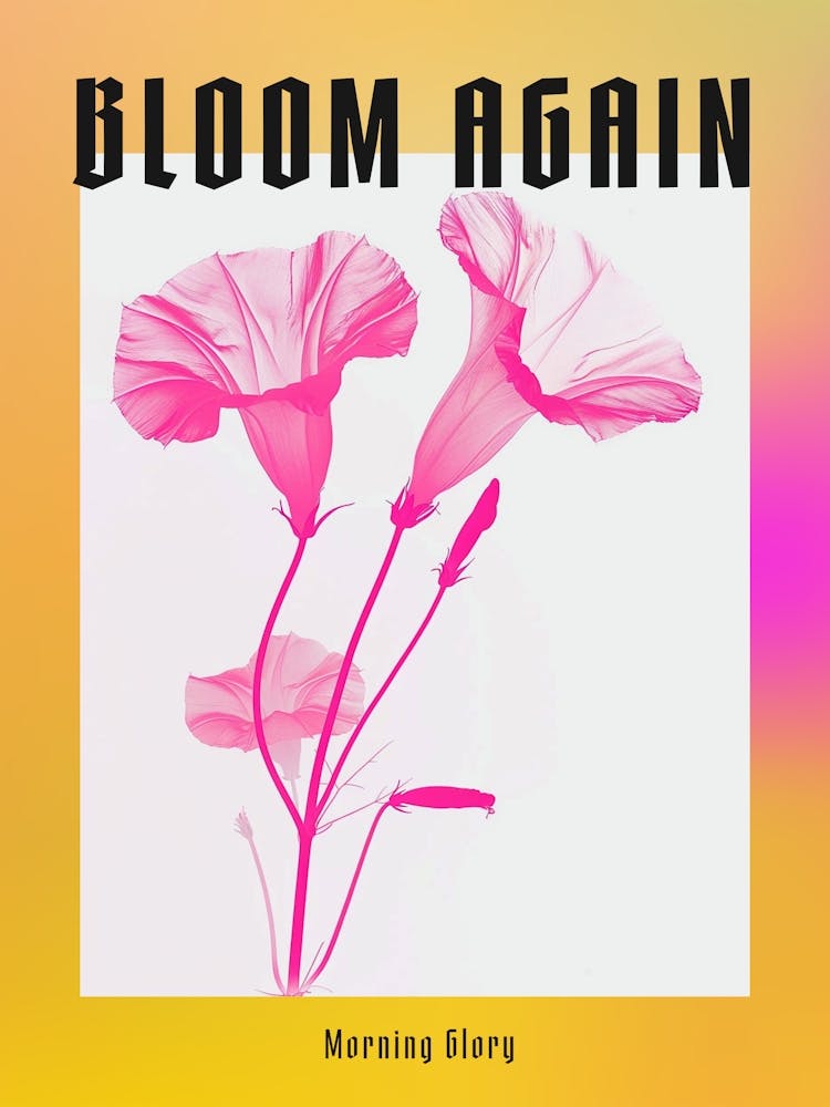 Hot Pink Morning Glory 3 Poster