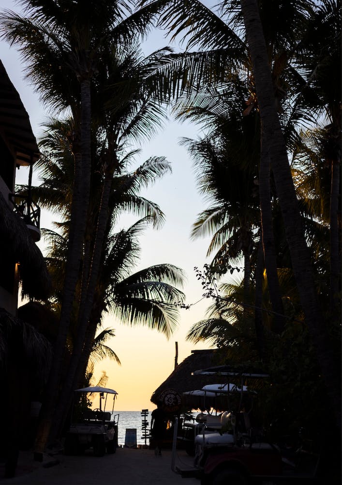 Blue And Orange Sunset With Palm Trees