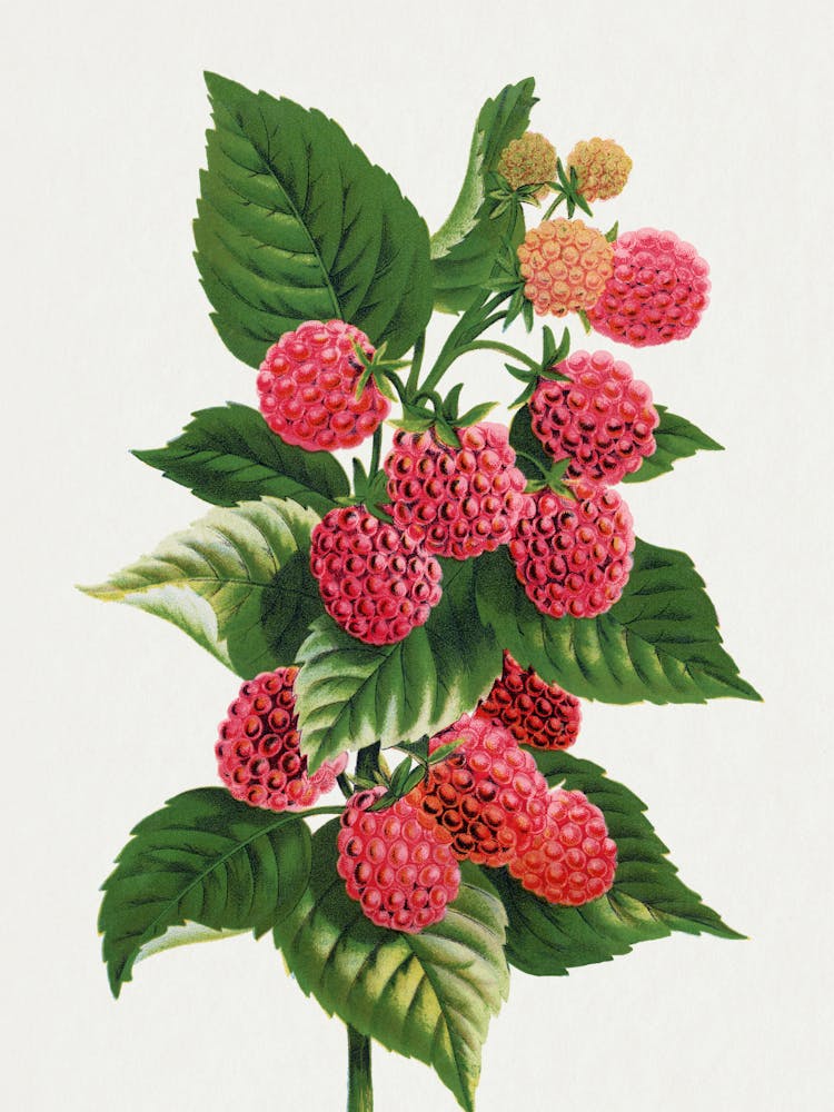 Raspberry