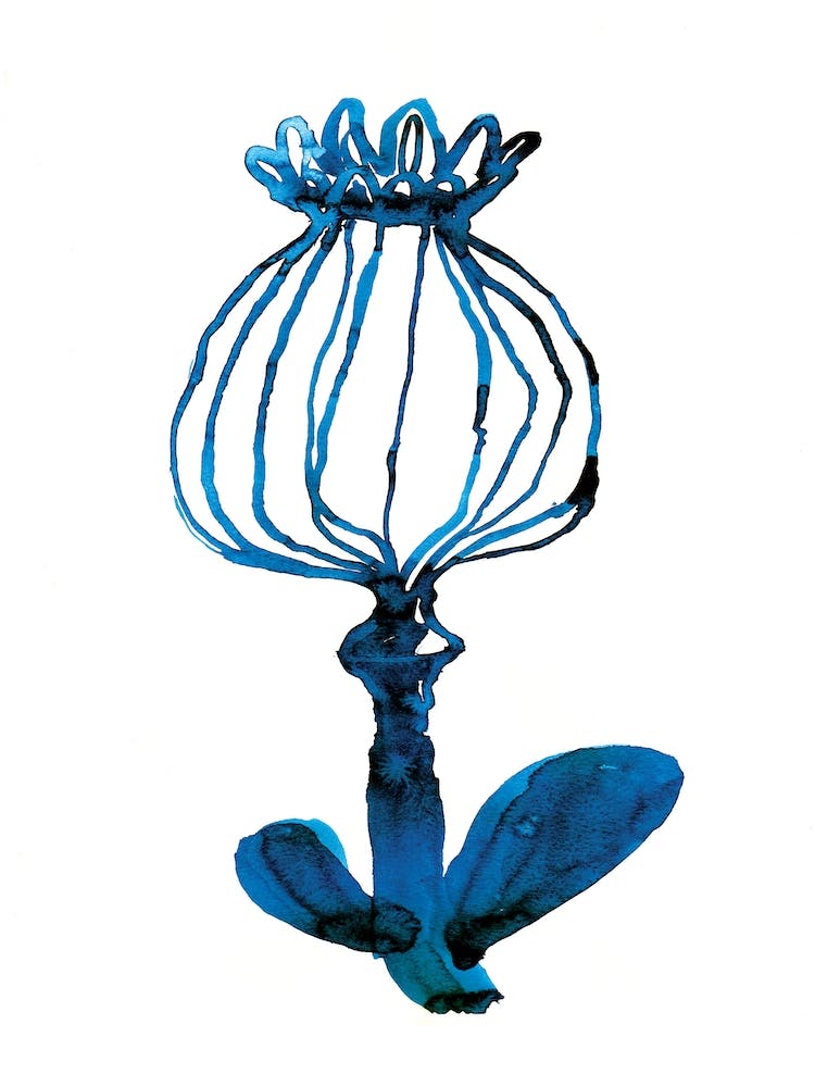 Blue Pod Flower