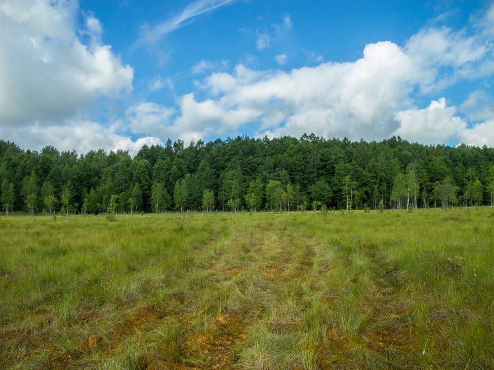 Field With Grass And Trees