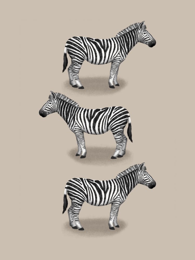 Zebras