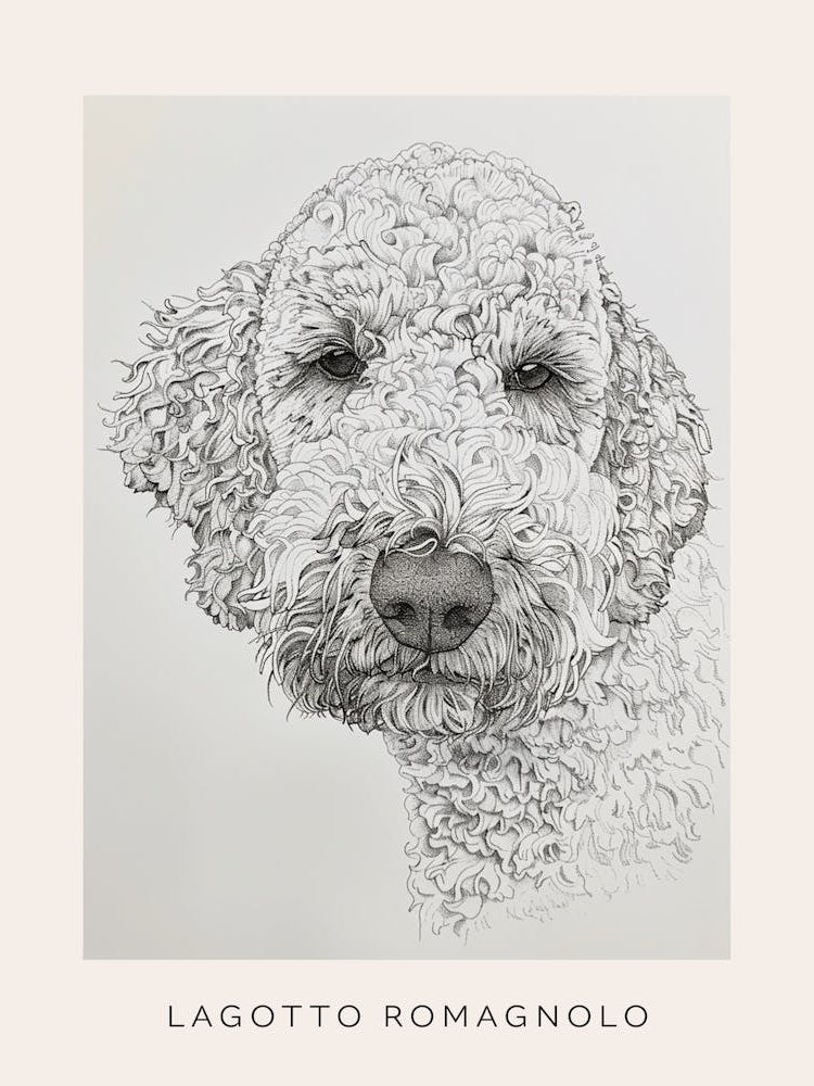 Lagotto Romagnolo Dog Line Sketch 1 Poster