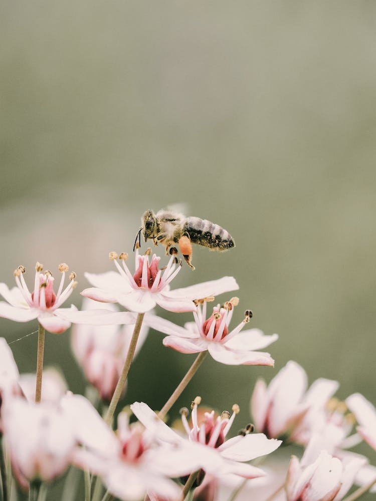 Bee On Wildflower