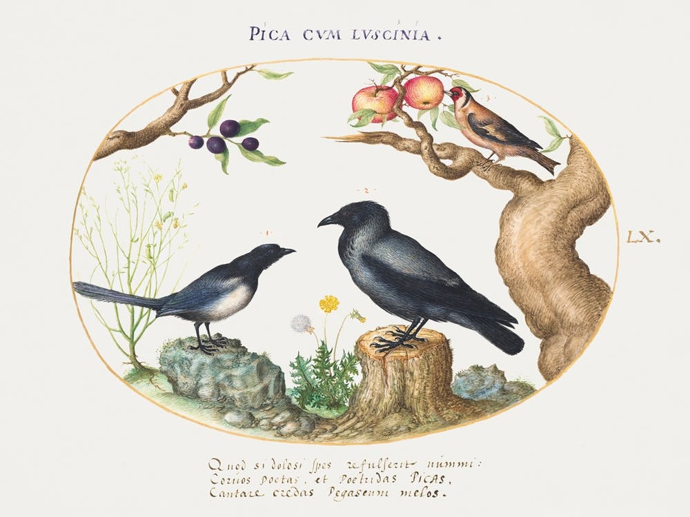 Magpie, Crow, And Goldfinch (1575–1580), Joris Hoefnagel