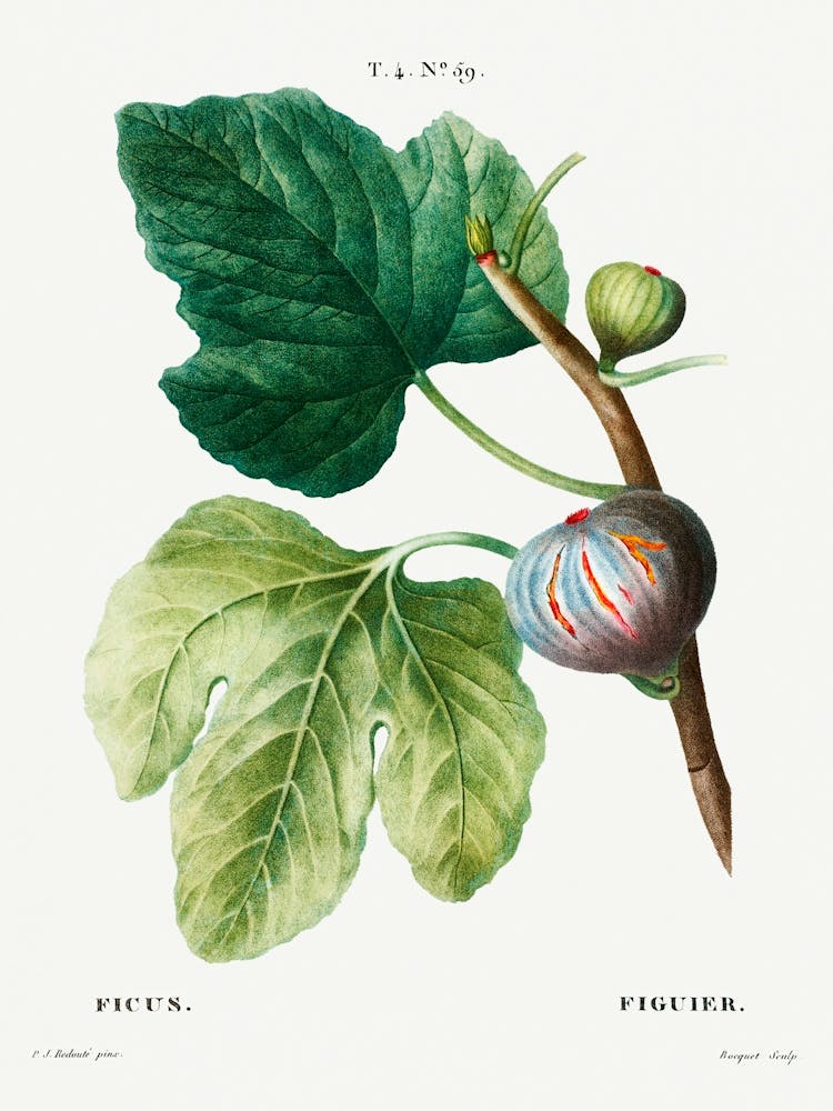 Figs (Ficus), Pierre Joseph Redoute