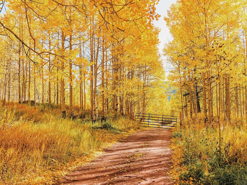 Flagstaff In Autumn