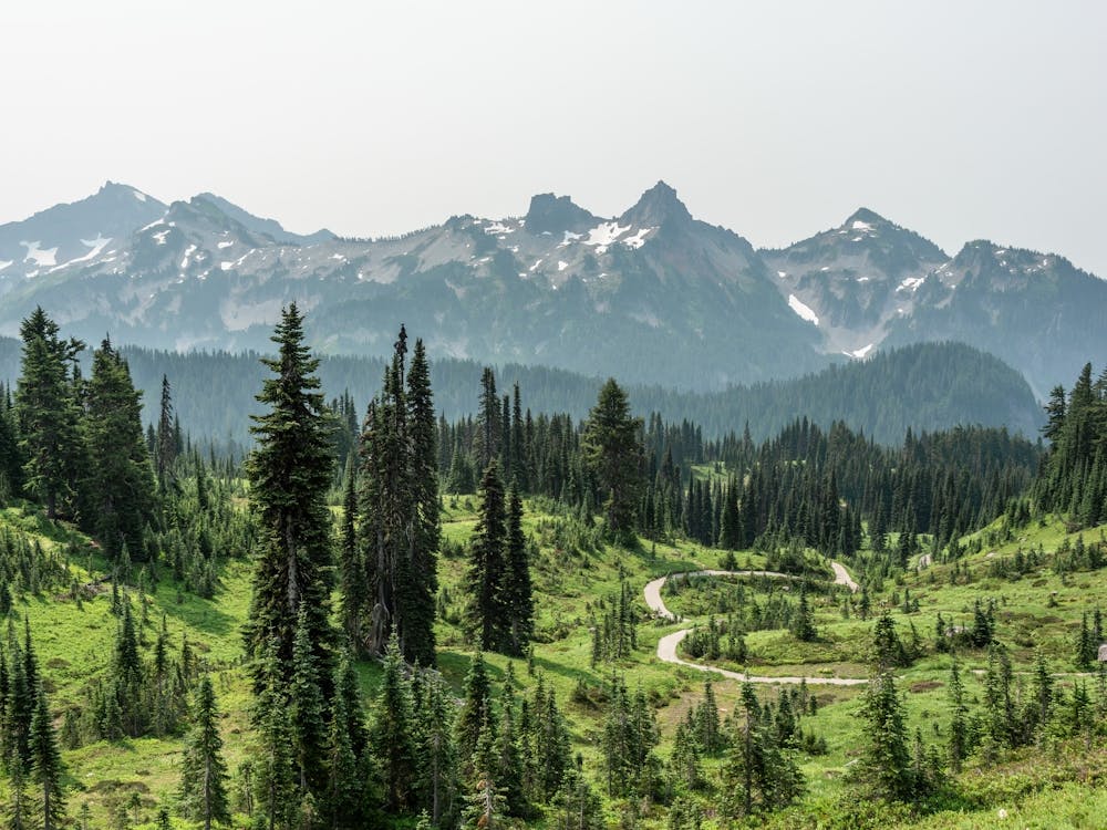 Wildflower Meadow At Mount Rainier National Park