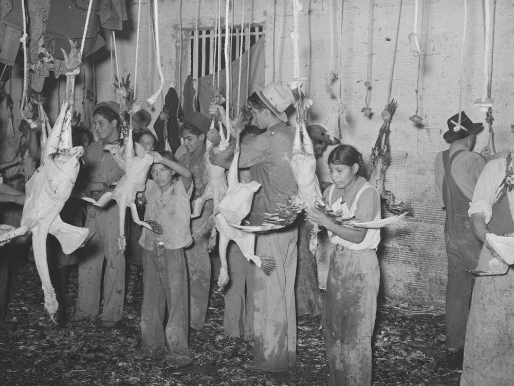Picking Turkeys At Cooperative Poultry House, Brownwood, Texas By Russell Lee 1
