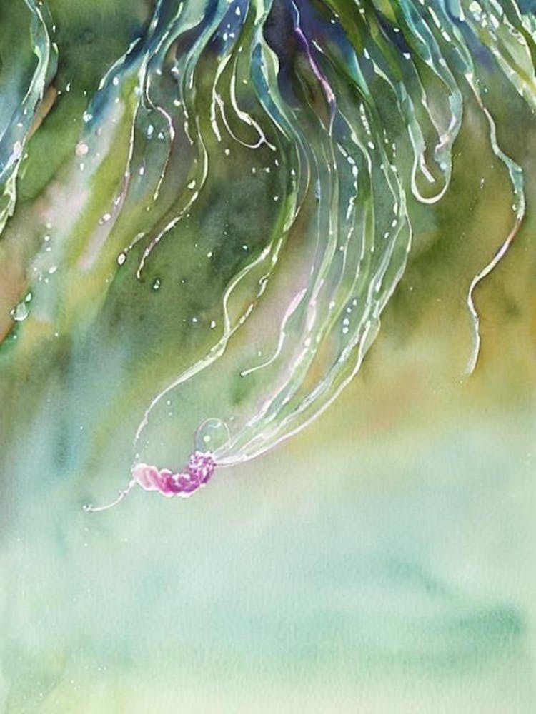 Siphonophore II Storybook Watercolour