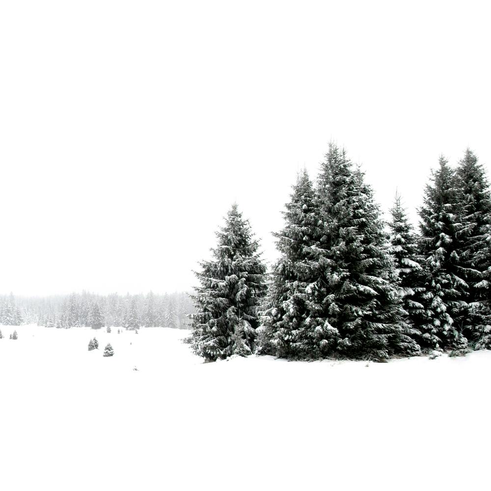 White White Winter 2 Square