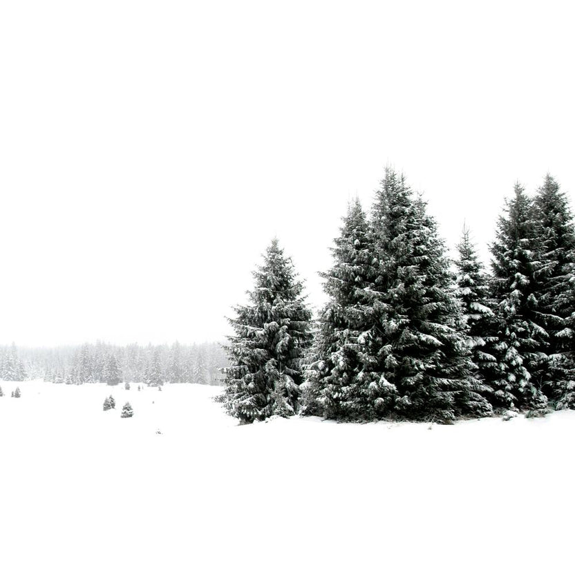 White White Winter 2 Square