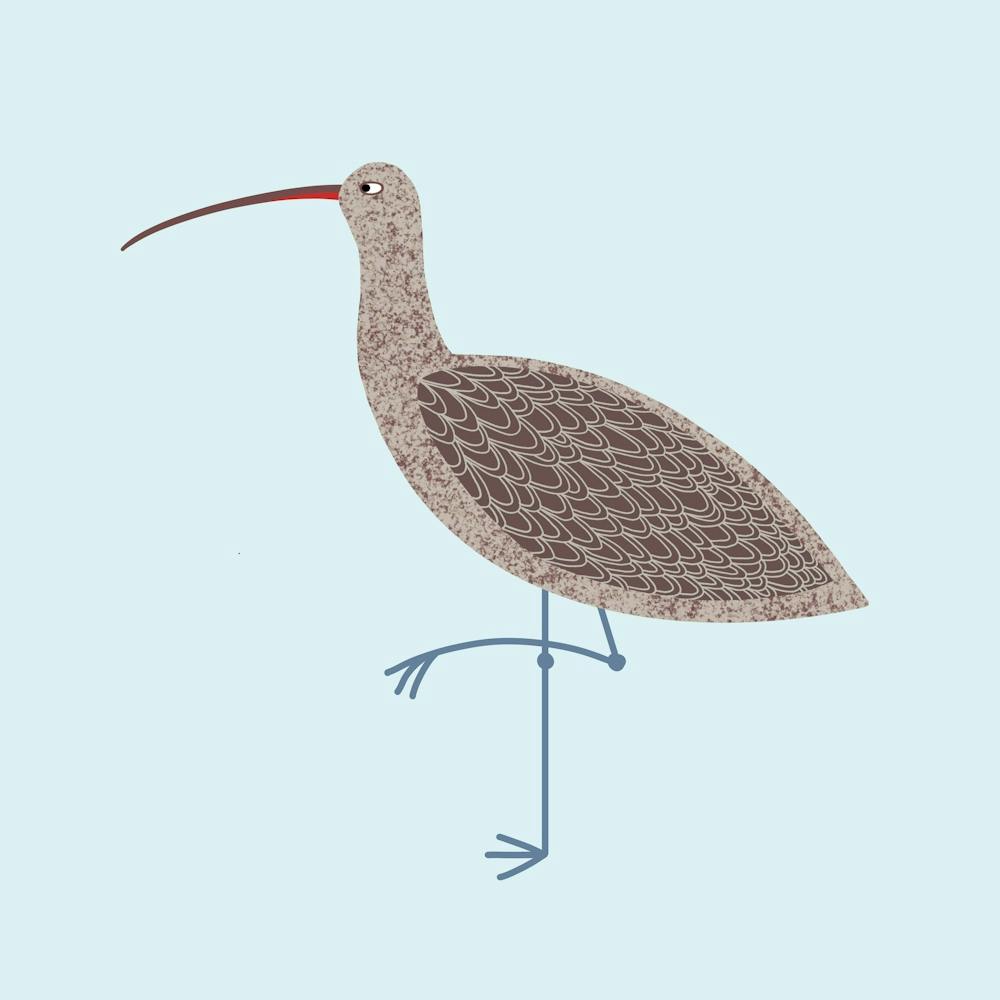 Curlew Coastal Wading Bird Blue