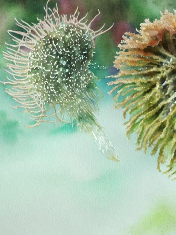 Lion'S Mane Jellyfish Storybook Watercolour