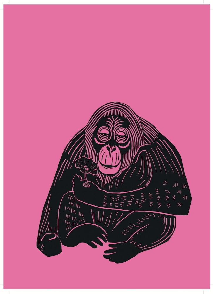 Orangutan - Pink