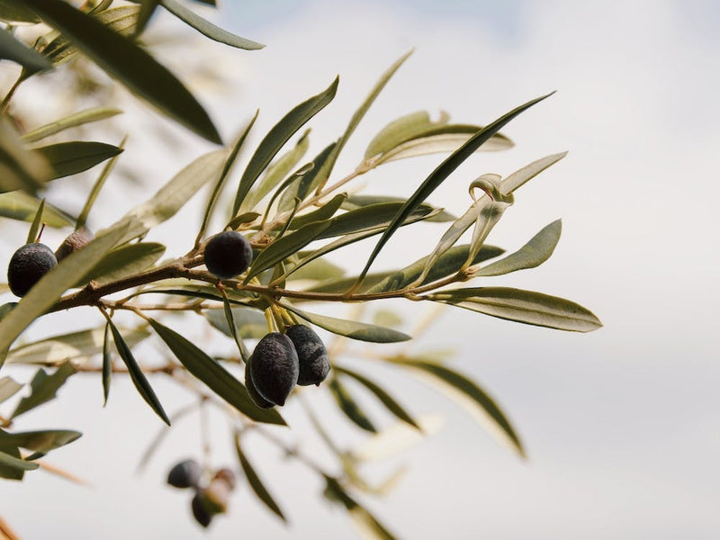 Olive Branch