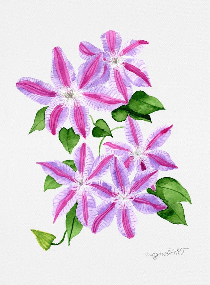 Clematis Watercolor Artwork