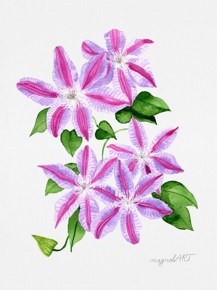 Clematis Watercolor Artwork