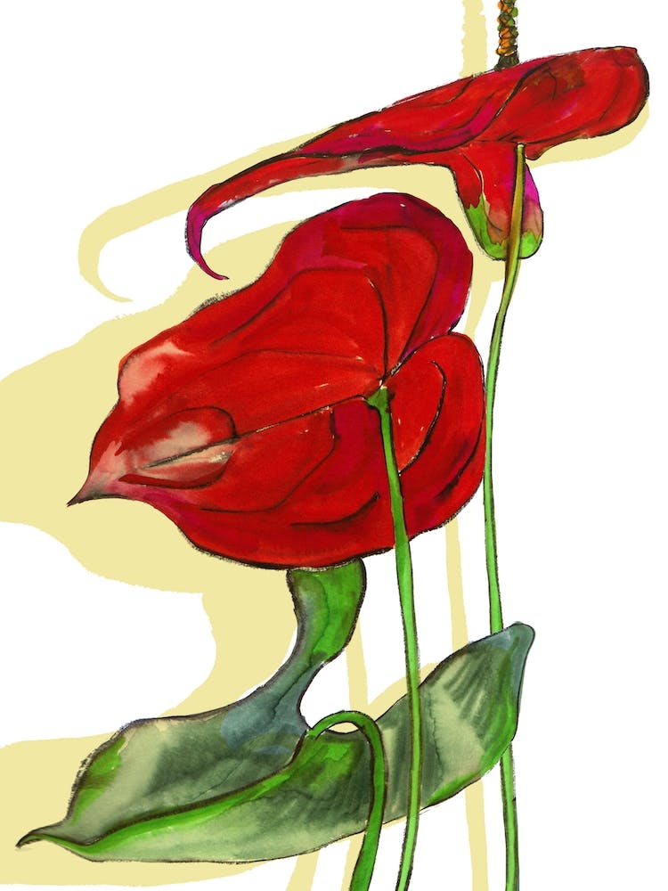 Blooming Anthurium