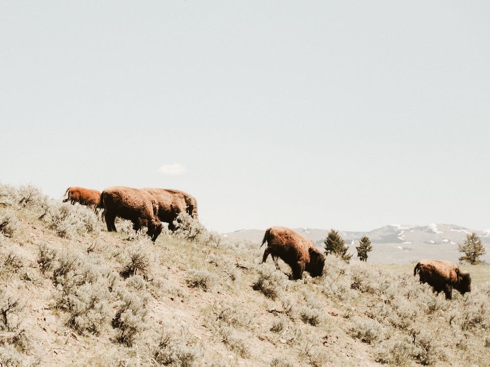 Bison In Sagebrush