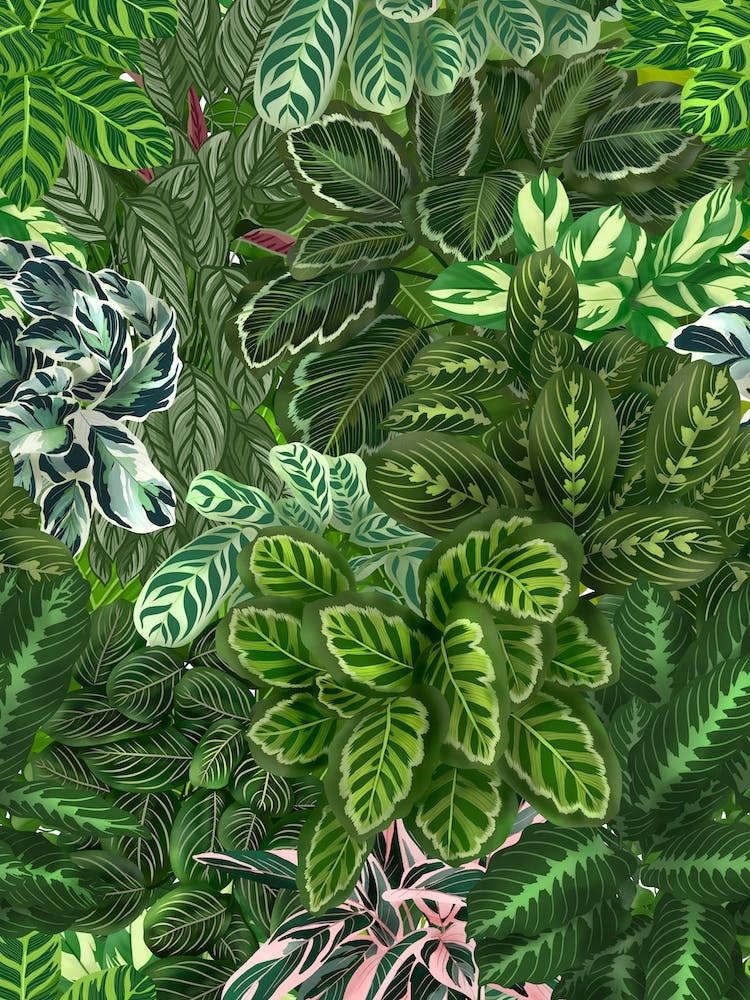 Calathea Jungle
