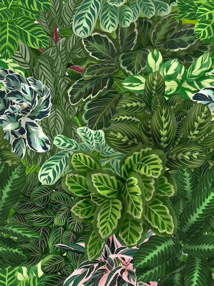 Calathea Jungle