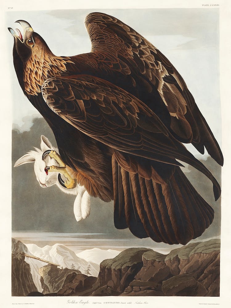 Golden Eagle, Birds Of America, John James Audubon