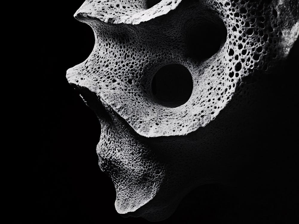 Octopus Skull