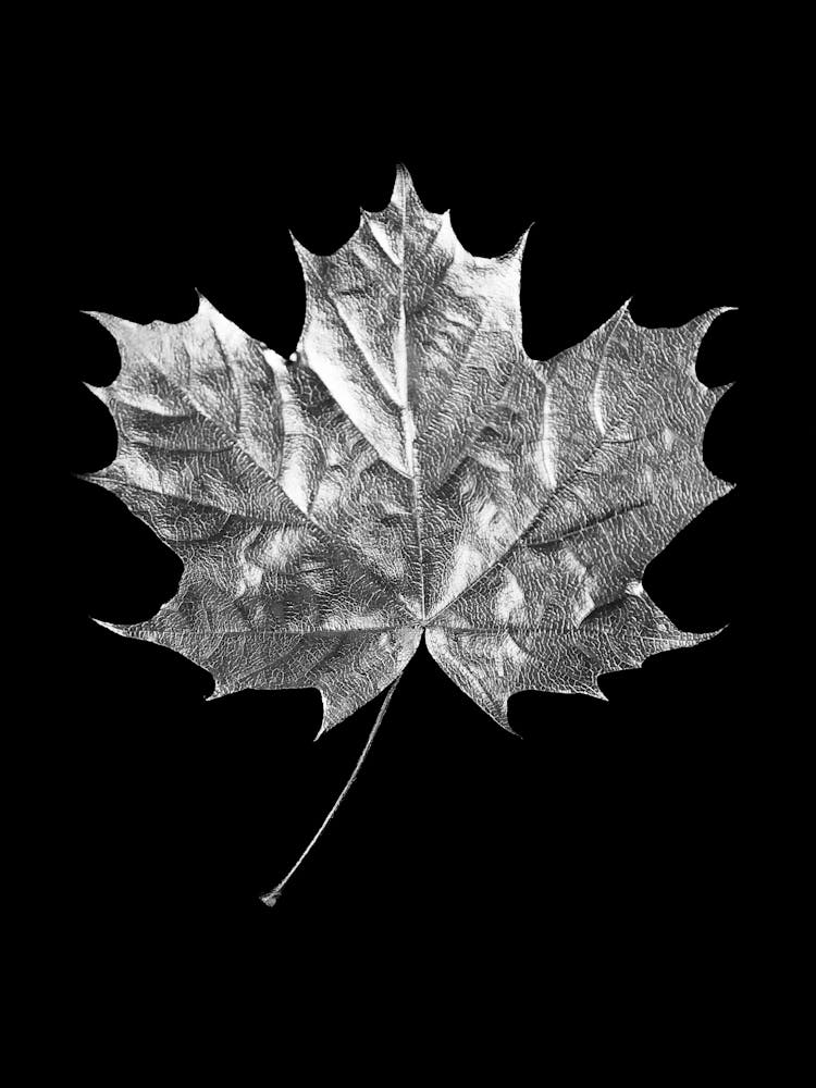 Feuille d'érable noire et blanche