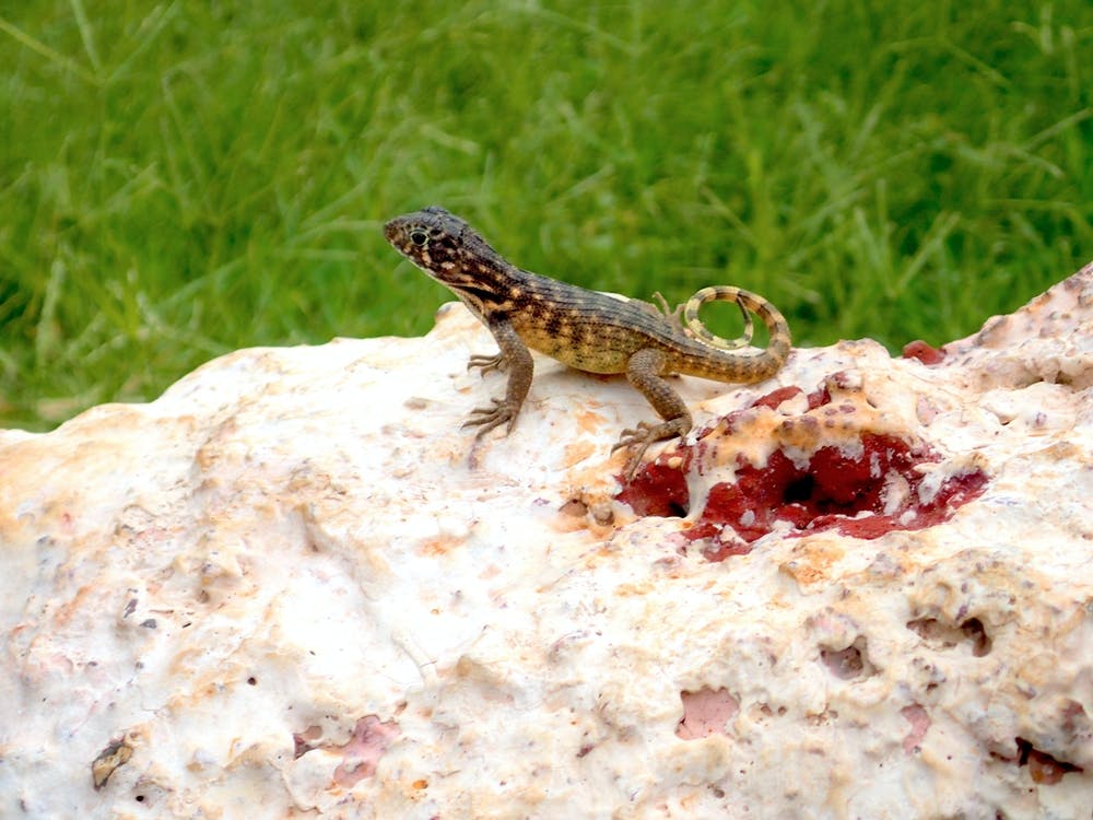Lizard On A Rock
