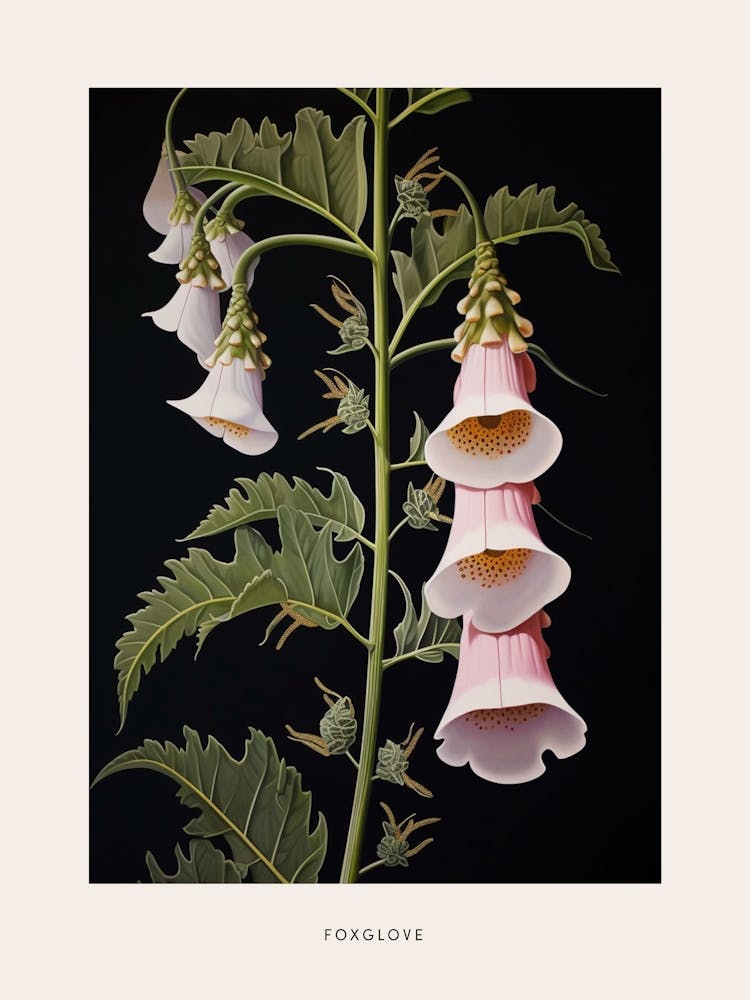 Flower Illustration Foxglove 2 Poster