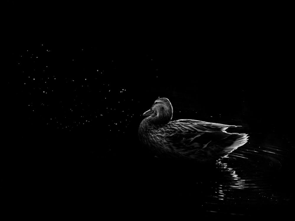 Black And White Duck Floating In The Reflection Of Stars In The Water