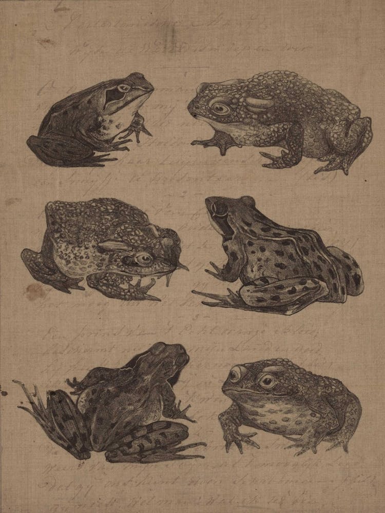 Frogs