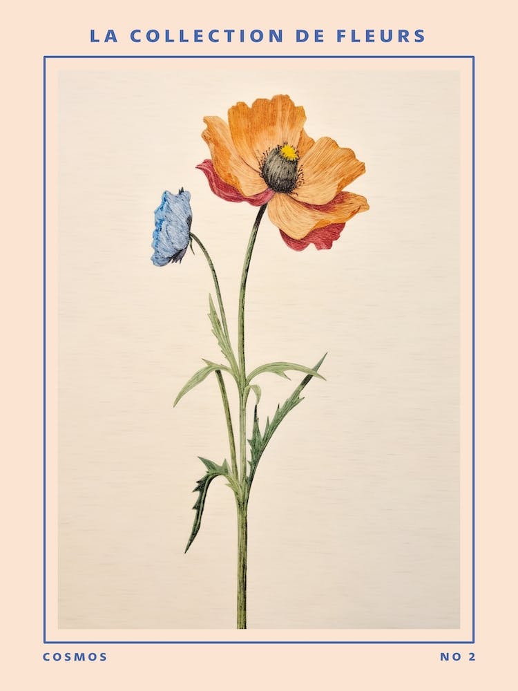 Cosmos 2 French Flower Botanical Poster